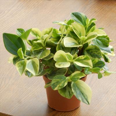 楽天市場 ペペロミア グラベラ 観葉植物 ミニ観葉 3号プラ鉢 フラワーネット 日本花キ流通