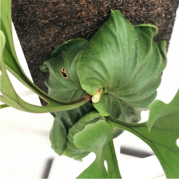 楽天市場 コウモリラン リドレイ プラティセリウム ビカクシダ 現品販売0623 03 観葉植物 おしゃれ インテリア フラワーネット 日本花キ流通