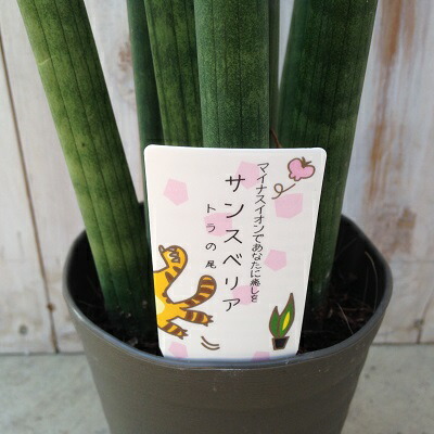 マイナスイオンであなたに癒しを サンスベリア スタッキー トラの尾 4号鉢 観葉植物 Maisons Coudrelle Fr