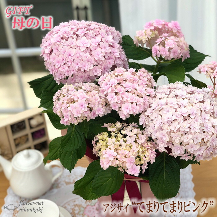 楽天市場 遅れてごめんね 母の日 ギフト アジサイ てまりてまりピンク5号鉢 送料無料 贈り物 プレゼント あじさい 紫陽花 花 鉢植え フラワーネット 日本花キ流通