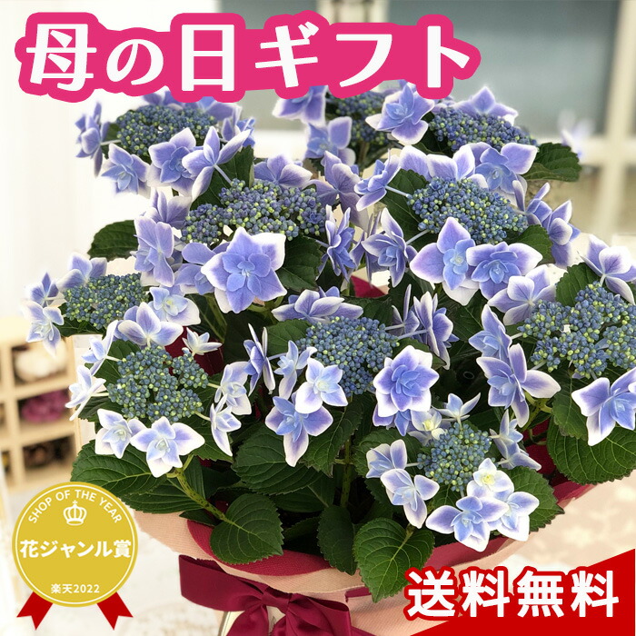 楽天市場】予約販売 アジサイ 龍翔鳳舞 9cmポット 苗 花苗 あじさい 