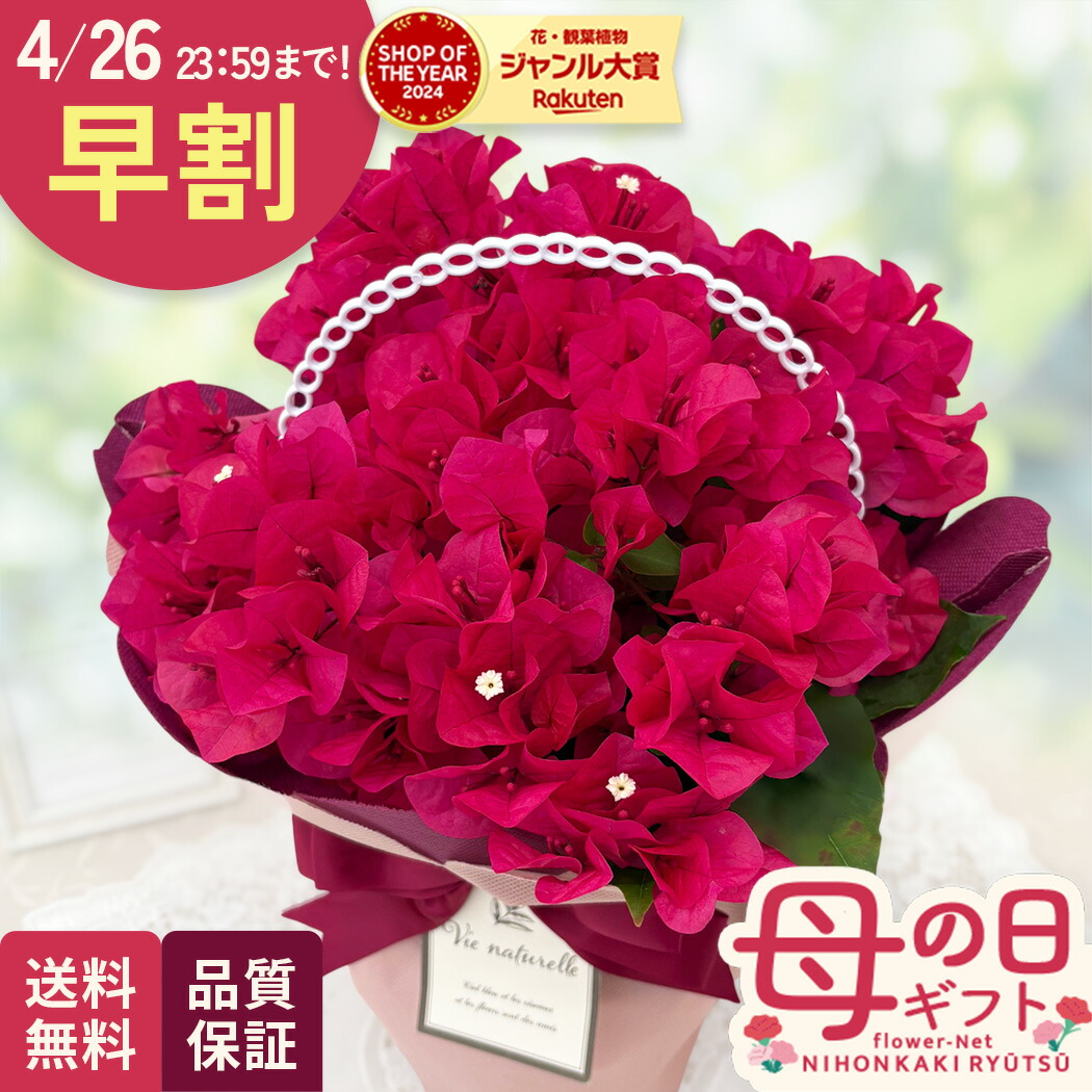 花芽付 ミスマフェット＋キンリョウヘン 2鉢セット 匿名配送 日本花キ流通 ミスマフェット 花芽2芽付き 4.5号鉢 送料無料