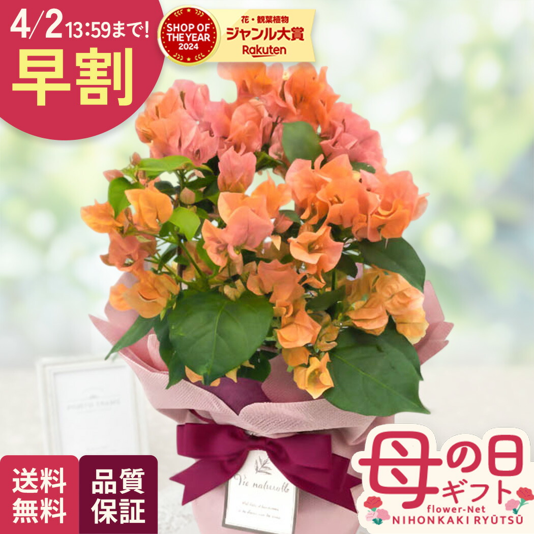 楽天市場】八重咲きブーゲンビリア オレンジ 5号鉢植え : 千草園芸