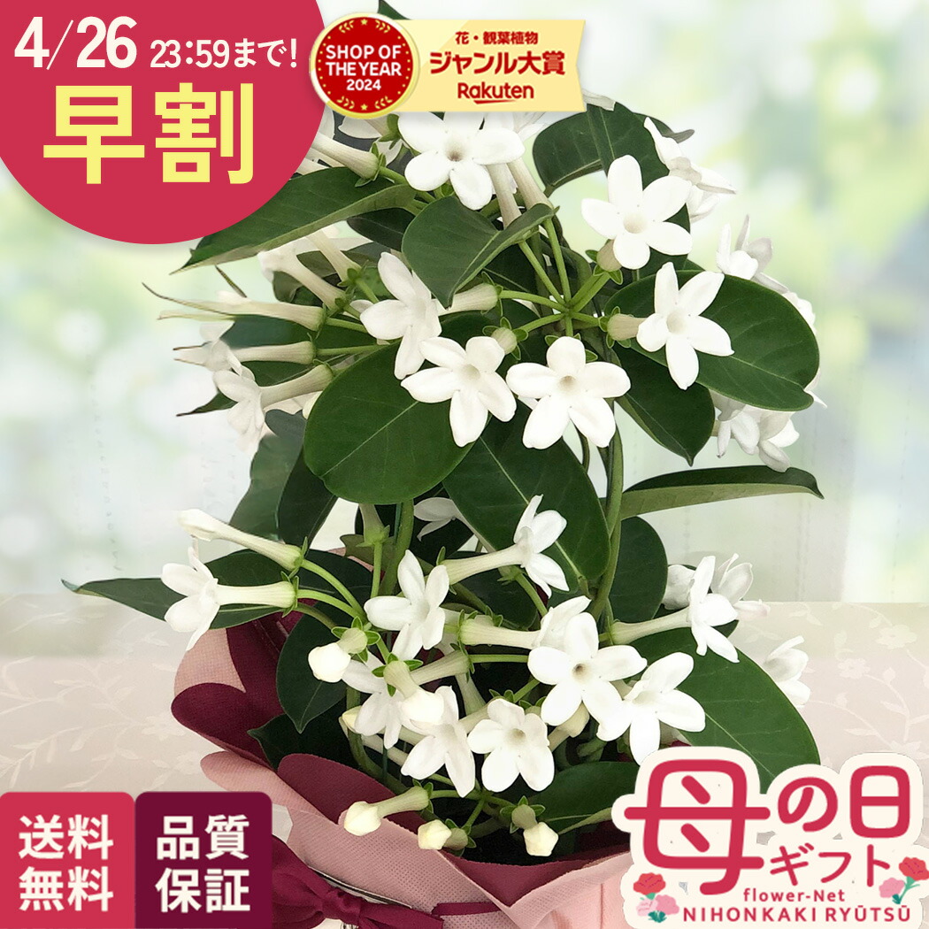 花芽付 ミスマフェット＋キンリョウヘン 2鉢セット 匿名配送 【公式通販】