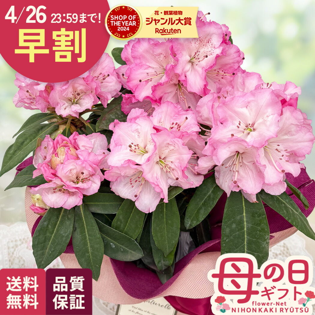 花芽付 ミスマフェット＋キンリョウヘン 2鉢セット 匿名配送 花芽付 ミスマフェット＋キンリョウヘン 2鉢セット 匿名配送 【公式通販】
