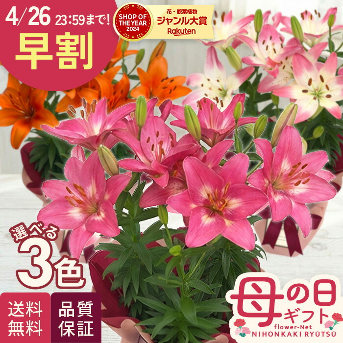 花芽付 ミスマフェット＋キンリョウヘン 2鉢セット 匿名配送 花芽付 ミスマフェット＋キンリョウヘン 2鉢セット 匿名配送 【公式通販】