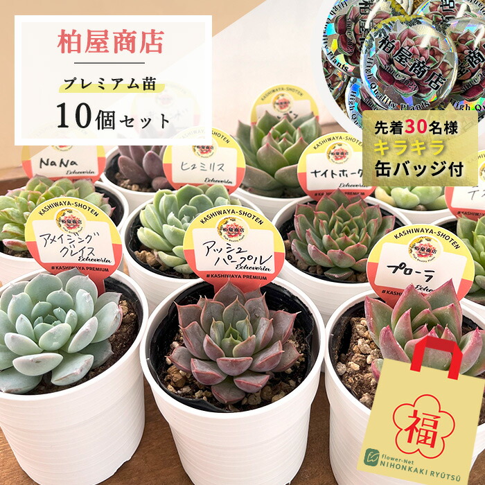 多肉植物　エケベリア　販売会　44ページ b9ce7e8fbff0148b0a3baac938c718