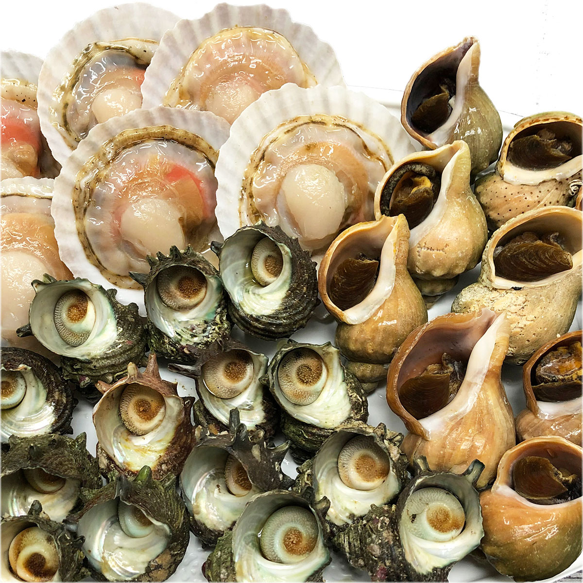 楽天市場 海鮮ｂｂｑセット 冷凍 ほたて片貝 青つぶ貝 さざえの中から2種類 選べる 送料無料 q バーベキュー 活物専門商社 魚活 日本活魚
