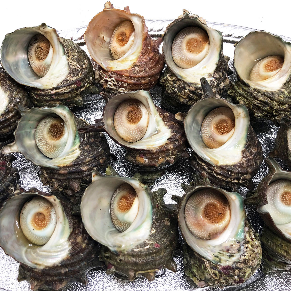 楽天市場 海鮮ｂｂｑセット 冷凍 ほたて片貝 青つぶ貝 さざえの3種類 送料無料 q バーベキュー 活物専門商社 魚活 日本活魚