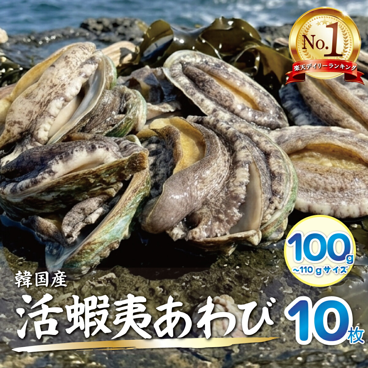 活蝦夷あわび（100/110g）10枚入【送料無料】 ご褒美 贅沢 グルメ 記念日 お取り寄せ ディナー パーティ 料理 メイン 豪華 お祝い 内祝い 誕生日 お中元 お歳暮 ギフト プレゼント バーベキュー 刺身 アワビ 鮑 高級 海鮮｜活物専門商社【魚活】（日本活魚）