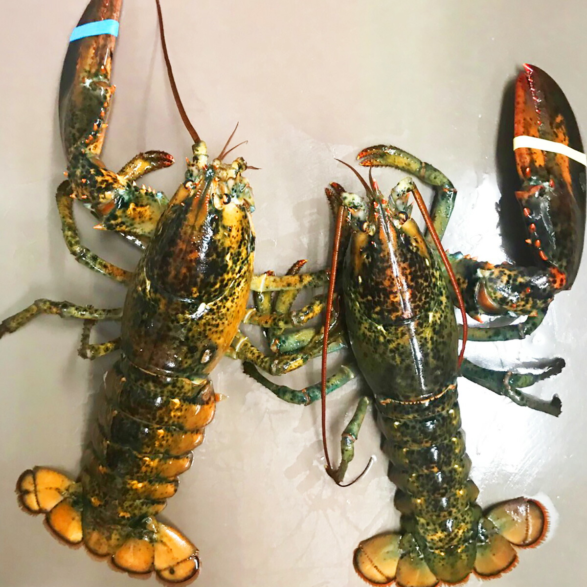 楽天市場 訳あり 天然 活ジャンボ片爪オマール海老5kgセット 2 6尾入 送料無料 ご注文日より5日以内の発送限定 活物専門商社 魚活 日本活魚 楽天市場 訳あり 天然 活ジャンボ片爪オマール海老5kgセット 2 6尾入 送料無料 ご注文日より5日以内の発送限定 活物専門商社 魚活 日本活魚