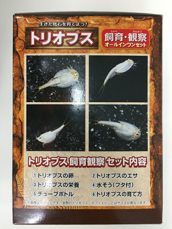 市場 ニチドウ トリオプス 飼育 自由研究 セット 調べ学習 カブトエビ トリオプス飼育セット トリオプス飼育観察セット 観察 夏休み 観察セット 宿題 市場 ニチドウ トリオプス 飼育 自由研究 セット 調べ学習 カブトエビ トリオプス飼育セット トリオプス飼育観察セット 観察 夏休み 観察セット 宿題