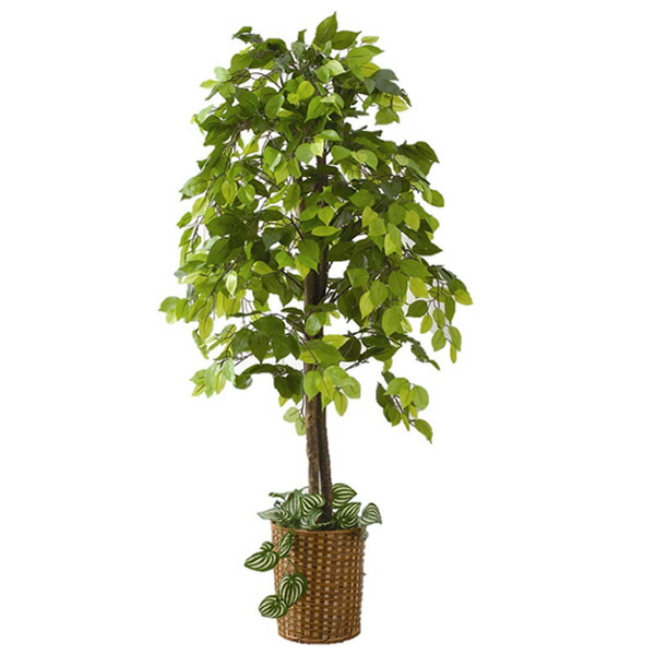 人工観葉植物 ベンジャミン 大型観葉植物 店舗用 リビングにもお勧め 観葉植物 今なら竹製鉢カバー付