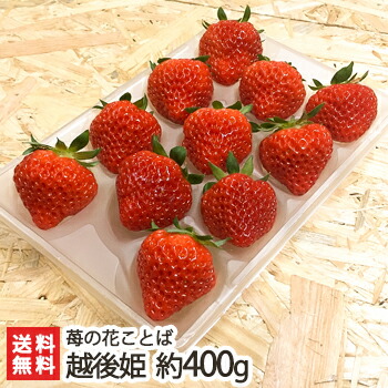 新潟ブランド苺「越後姫」2パック（約400g/18～22粒）家庭用簡易包装 苺の花ことば【いちご/イチゴ/採れたて産地直送/新鮮摘みたて】【お土産/手土産/プレゼント/ギフトに！贈り物】【送料無料】