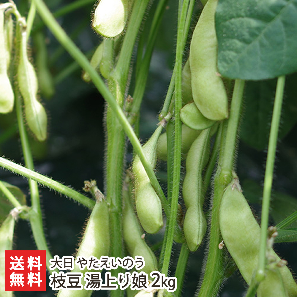 楽天市場】枝豆 湯上り娘 2kg（500g×4袋） 大日 やたえいのう 産地直送