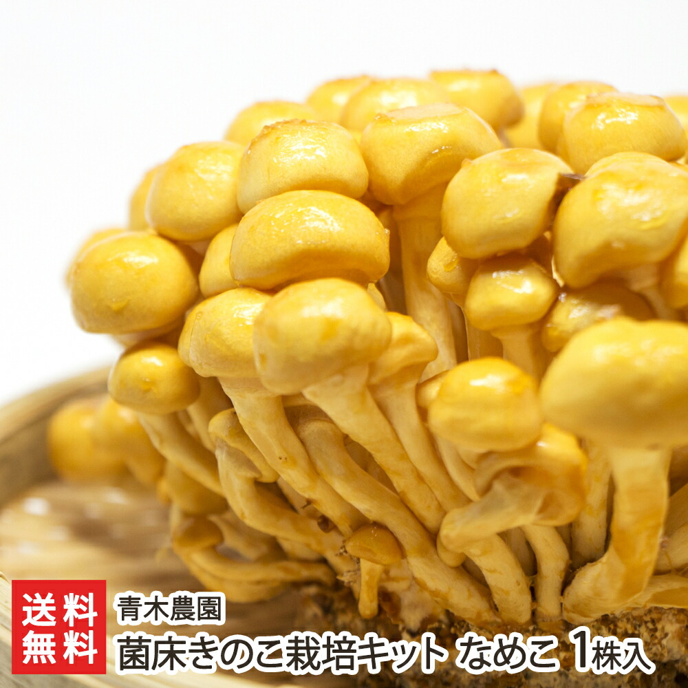 楽天市場】キノコガーデン茸【マッシュルーム栽培セット
