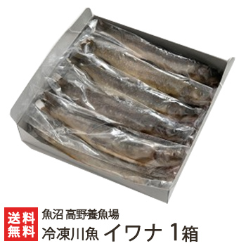 楽天市場 新潟産 冷凍川魚 イワナ 1箱 11尾入り 魚沼 高野養魚場 岩魚 いわな 養殖 下処理済 ギフトに 贈り物 内祝いに のし 熨斗 無料 送料無料 新潟直送計画 楽天市場店