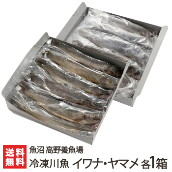 楽天市場 新潟産 冷凍川魚 イワナ ヤマメ 各1箱 各11尾入り 魚沼 高野養魚場 岩魚 山女魚 いわな やまめ 養殖 下処理済 ギフトに 贈り物 内祝いに のし 熨斗 無料 送料無料 新潟直送計画 楽天市場店