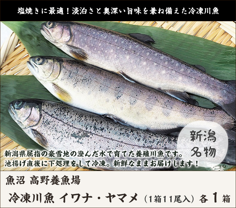 新潟産 冷凍川魚 イワナ ヤマメ 各1箱 各11尾入り 魚沼 高野養魚場 岩魚 山女魚 いわな やまめ 養殖 下処理済 ギフトに 贈り物 内祝いに のし 熨斗 無料 送料無料 Umu Ac Ug