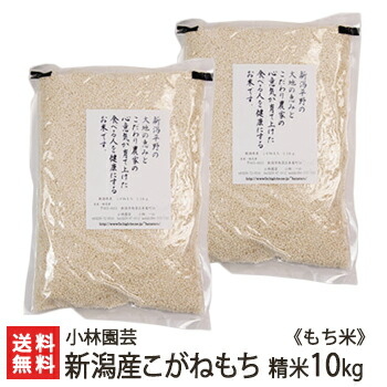 令和6年度産米  新潟産こがねもち（もち米）精米10kg（5kg×2）【新潟県産/新潟米/コガネモチ/モチ米/餅米/精白米/白米】【送料無料】