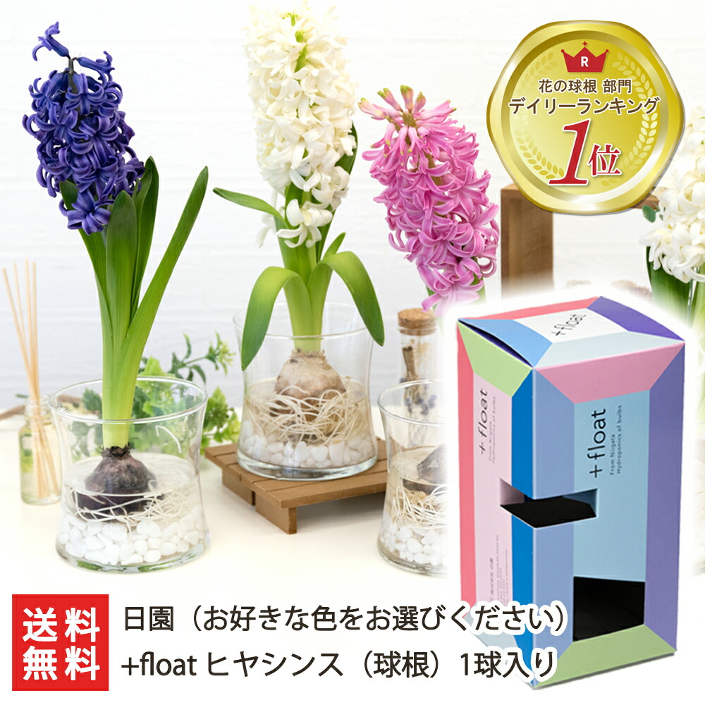 楽天市場 水耕栽培用 花芽付き球根 Float ヒヤシンス 球根 1球入り 選べる色 ピンク 白 紫 日園 ギフトボックス 観賞用 フラワー 風信子 ひやしんす 送料無料 新潟直送計画 楽天市場店