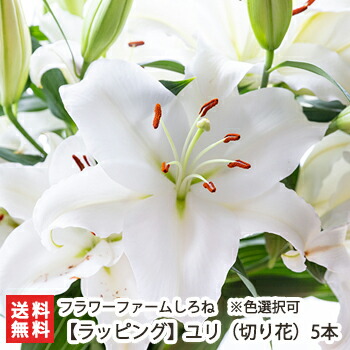 【grAce】 白色のゆりの造花3本(5輪)+3本(3輪) grAce様専用】 白色のゆりの造花3本(5輪)+3本(3輪) - メルカリ