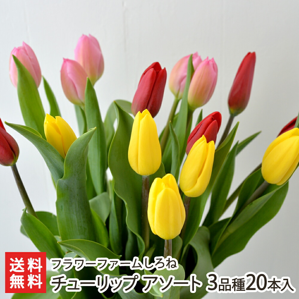 楽天市場】チューリップ アソート 3品種15本入り（赤5本・黄5本