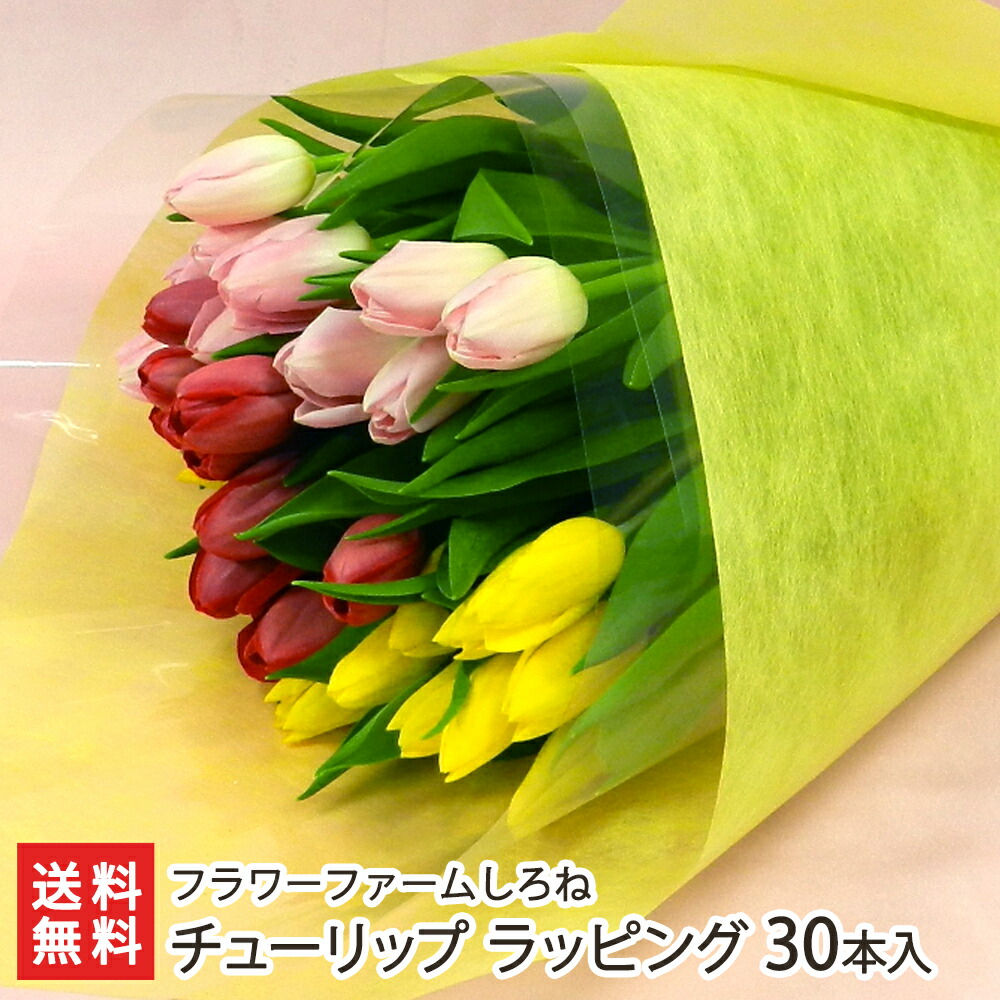 チューリップ 単色 切り花 30本入り 10本 3束 フラワーファームしろね 代金引換 Np後払い不可 送料無料 花束 切花 色 赤 Www Bollywoodpapa Com
