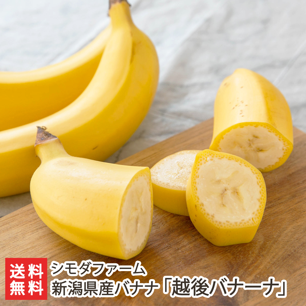 バナナ 希少！国産バナナ NEXT716 【レギュラーx12本】 - 宮崎県産無