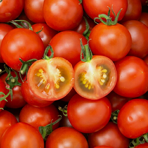 新潟県産 ミニトマト 山賀農園 とまと プチトマト 紅まるこ 送料無料 2kg 産地直送 新潟直送計画