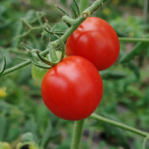 新潟県産 ミニトマト 山賀農園 とまと プチトマト 紅まるこ 送料無料 2kg 産地直送 新潟直送計画