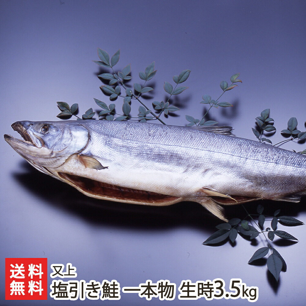 塩引き鮭 一本物 生時 3.5kg (漁獲時の鮭の重さ) 又上 新潟県産 海鮭 雄鮭 さけ サケ シャケ ご飯のお供 おかず 新潟県 生産者直送 お取り寄せ ギフト プレゼント 贈り物 送料無料 お中元|新潟県公式ショップ 新潟直送計画