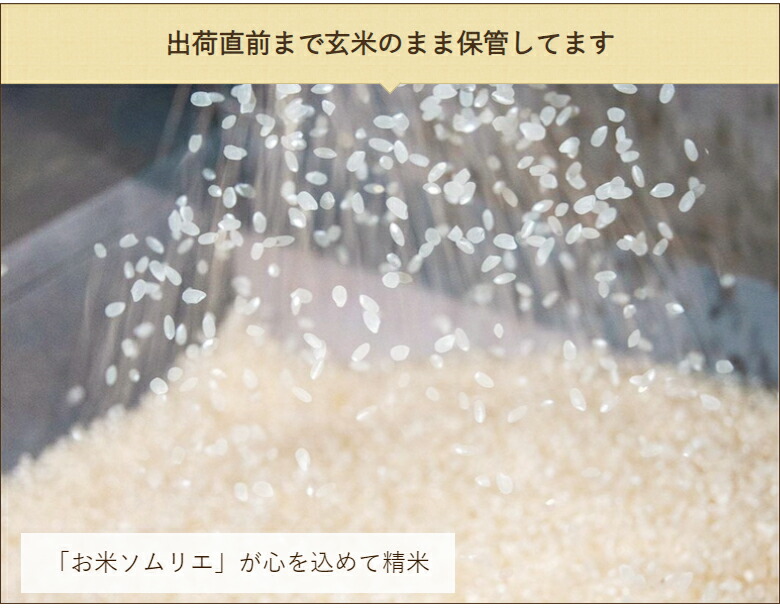 市場 令和3年度米 しんのすけ 新之助 精米 こしひかり 各5kg エバーグリーン農場 各5kg×1袋 ライス 白米 新潟県産コシヒカリ