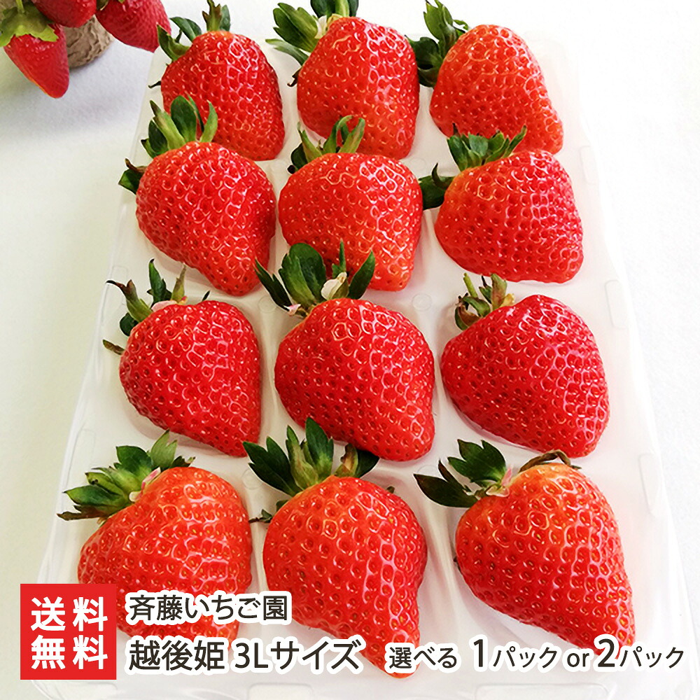 新潟ブランドいちご 越後姫 3Lサイズ 選べる 1パック or 2パック（1パックあたり12粒）斉藤いちご園 いちご イチゴ ストロベリー フルーツ 新潟産 新潟県 生産者直送 お取り寄せ ギフト プレゼント 贈り物 送料無料