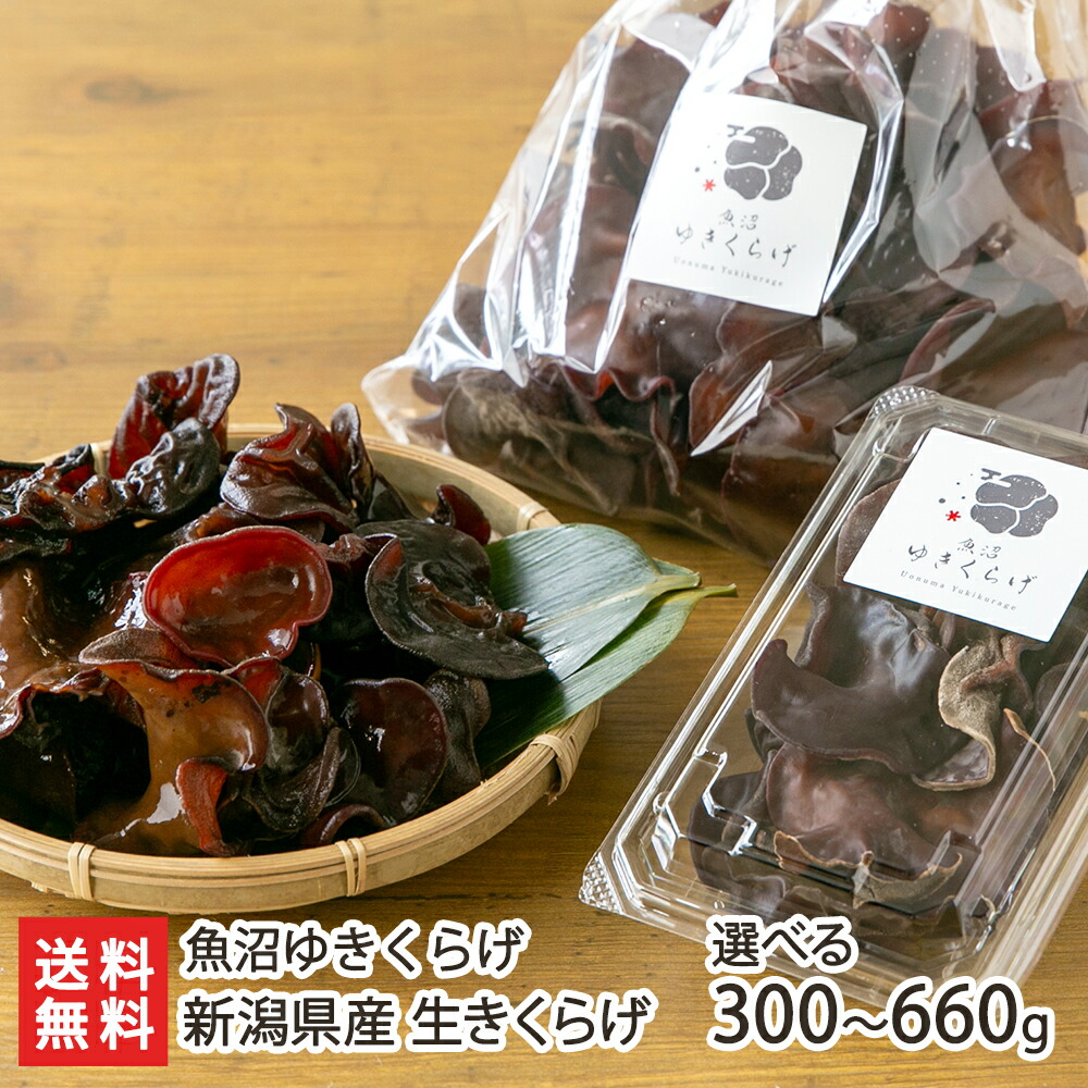 きくらげ 楽天市場】【5%OFF 楽天スーパーSALE限定】[きくらげハウス] 生