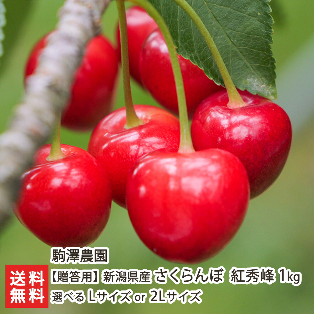 楽天市場】新潟聖籠町産 さくらんぼ 佐藤錦 大粒2Lサイズ 500g 化粧箱