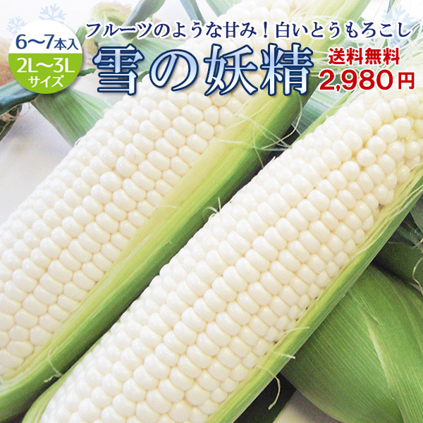 2022年分予約受付　フルーツのような甘みたっぷり　白いとうもろこし　雪の妖精　のし対応　お取り寄せ　6〜7本入　贈り物　甘い　ホワイト　プレゼント　コーン　とうもろこし　他商品と同梱不可　白　お中元　送料無料　新鮮　北海道より早く収穫できる愛知県田原市より朝採り直送！　グルメ
