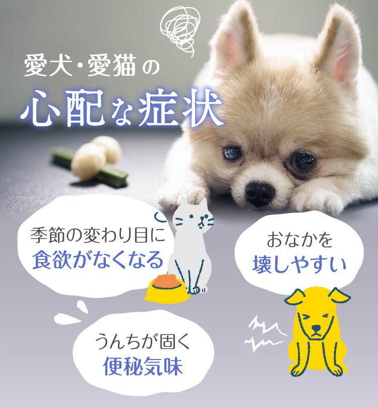 最大500円offクーポン ペット用オリゴ 4本 あす楽 送料無料 オリゴですっきりペット用 犬 サプリメント 散歩 うんち 無添加 猫 便秘 フード 下痢 止め ペット老犬 ニッコン お中元 内祝い 贈答 ギフト セット 暑中見舞い 夏ギフト 贈り物 中元 Kanal9tv Com