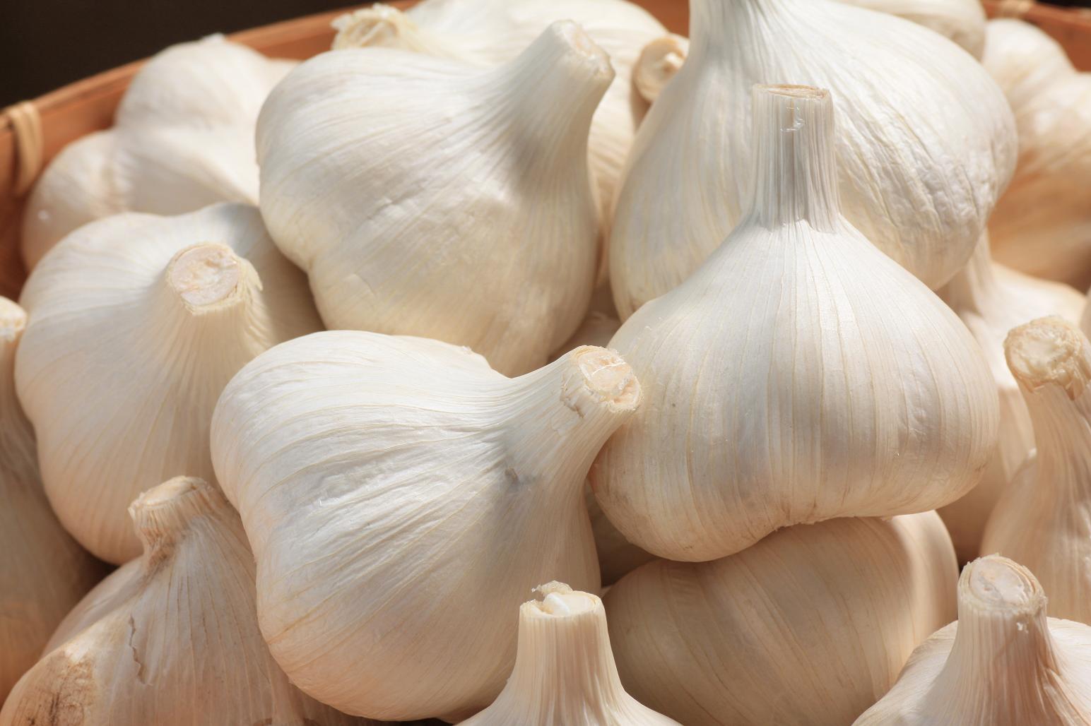 楽天市場】国産にんにく「平戸ニンニク 約500g入」 : 日光種苗