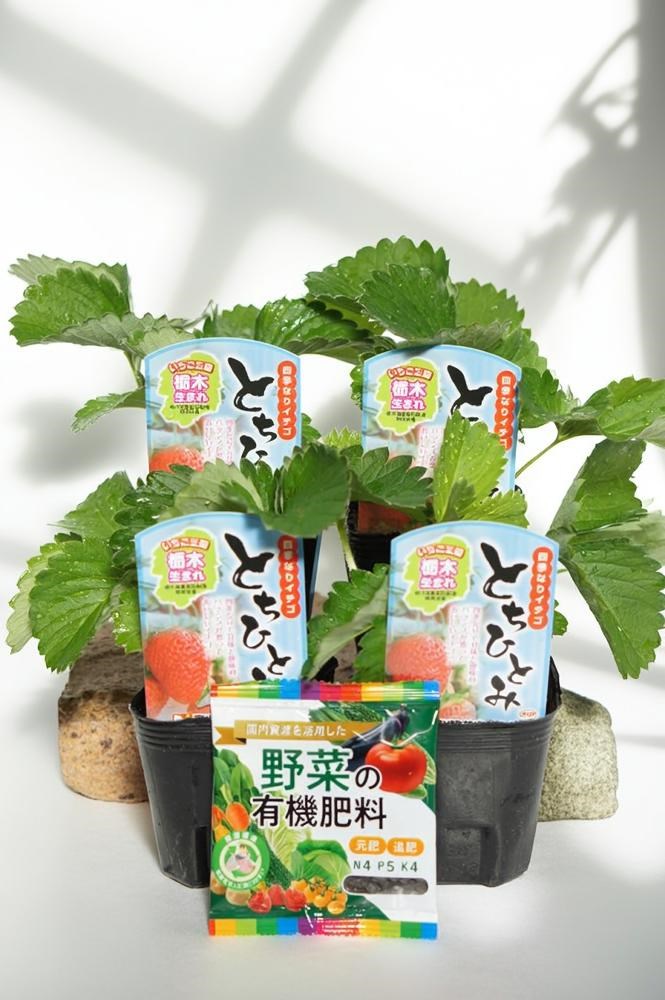 ぼうずしらずねぎ苗　80本（畑での生育が良い様に、根と葉を沢山残して発送します） ぼうずしらずねぎ苗80本（畑での生育が良い様に、根