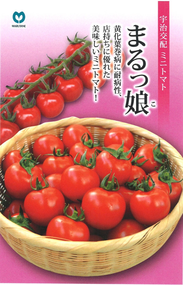 送料無料 ミニトマト 種 甘っこ 1000粒 丸種 新発売の Espanol Arthritis Org