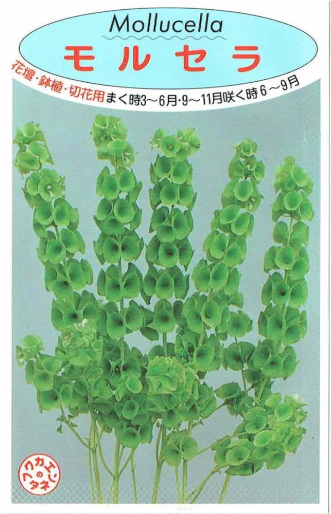 福花園種苗 モルセラ シェルフラワー のタネ 1ml 1年保証