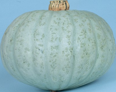 本物新品保証 カボチャの苗 冬至かぼちゃ白 9cmポット ７月上旬出荷