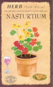 太陽光線種苗 薬草 ナスターチュームのタネ［認知的内容量:1L］