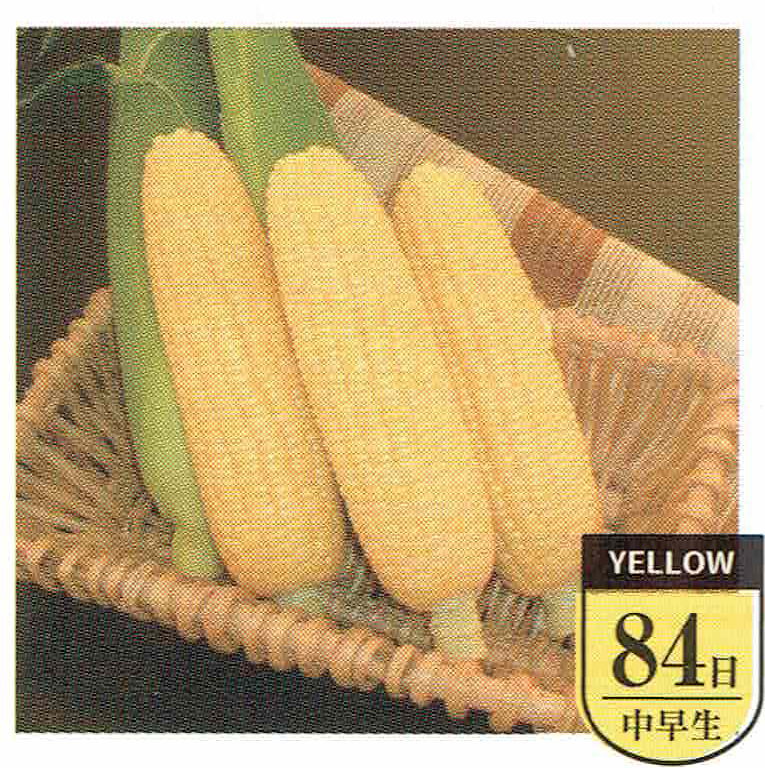 楽天市場】サナテックシード スイートコーン 「プレミアム味来90」の