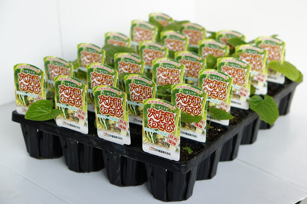 楽天市場】2月中旬より順次発送『六方沢わさび苗4個セット』水耕栽培