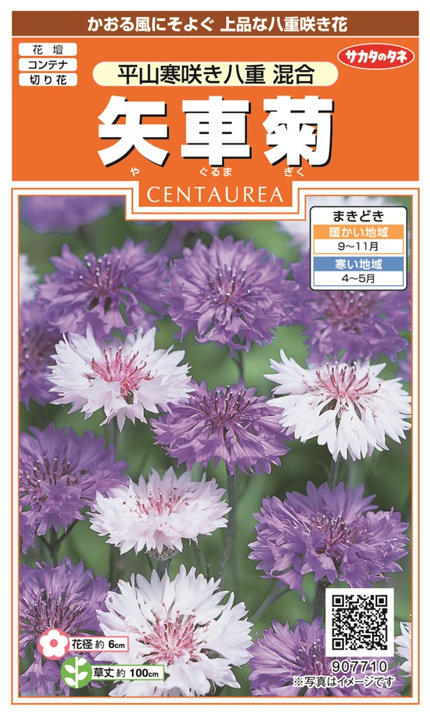 ご確認用　矢車草いっぱい(大株もはいります) 楽天市場】【八重矢車草】 種・小袋 （1ml） 固定種 : 苗木部 by 花