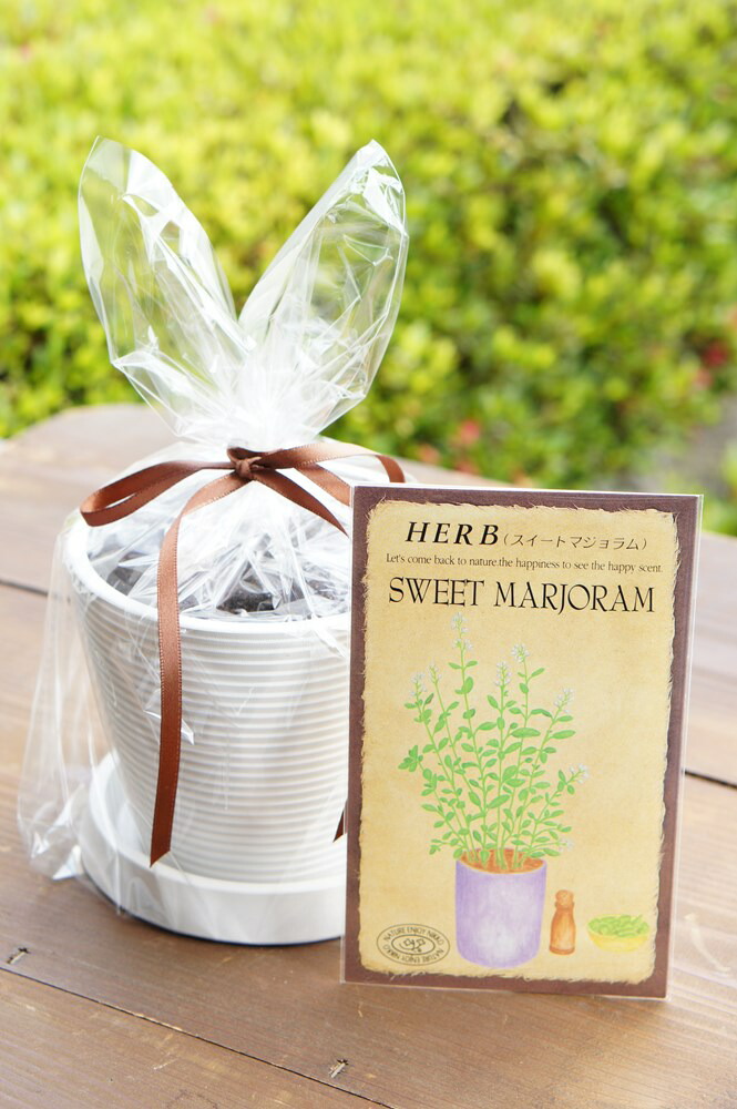 【現品】ブリガミア・インシグニス (アルラ) ハワイアンパーム　5号　AK番 大株】 アルラ（ハワイアンパーム） : 日本花卉ガーデンセンターYahoo