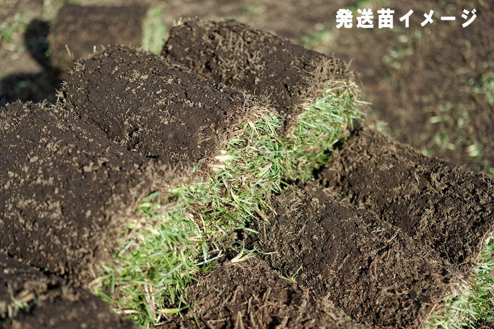 楽天市場】ティフブレア ピット苗 4トレー【受注生産納期要確認