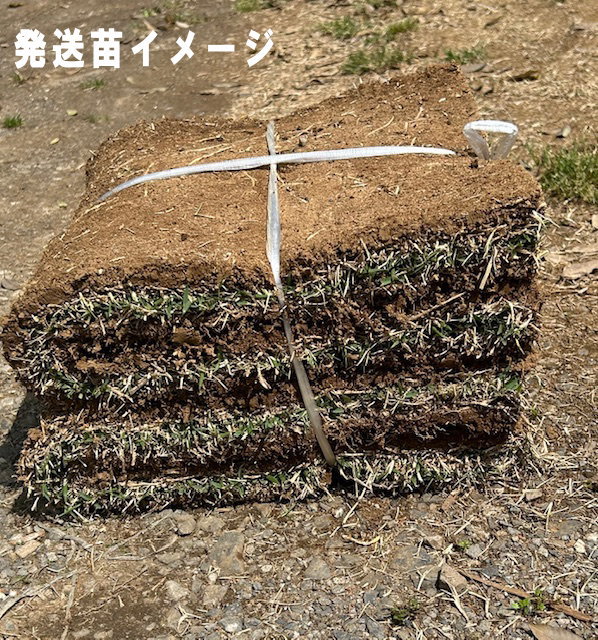 ロールターフ（切芝） 「つくば緑であること」 1平米分（140cm×30珊 2巻入 ）【製造会社直送】【送りとどける曜日押さえる商いもの】